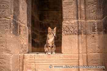 Ancient Societies Used Clay Rat Traps and Oils for Pest Control