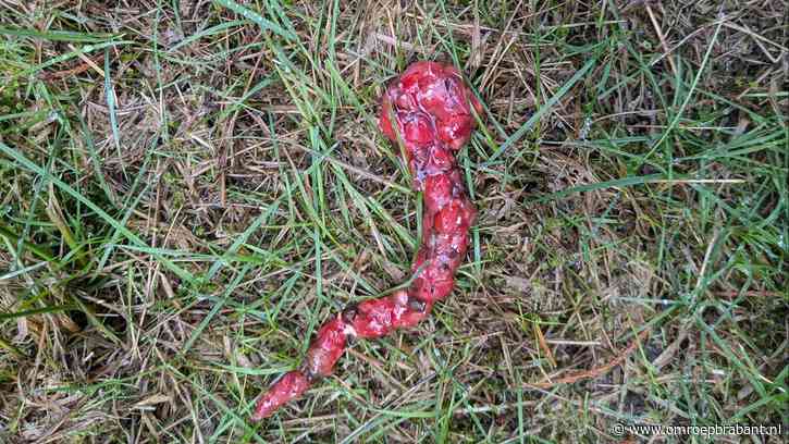 Mysterieuze poep gevonden in het bos, boswachter Frans weet van welk dier