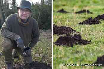 Mollenvanger Joan ziet meer mollen én heeft veel meer werk: “Het is vaker poeperkesdag onder uw gazon”