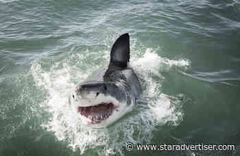 Shark incidents occur throughout Hawaii