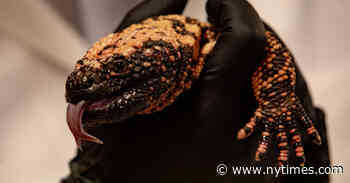 On a Mission to Heal Gila Monsters