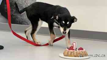 Regina Humane Society urges public to adopt as it celebrates 1st year in new building