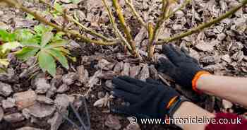 Monty Don names 'simple but effective' top gardening job to do now for spring
