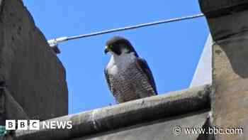 Peregrine nesting box to be installed on landmark