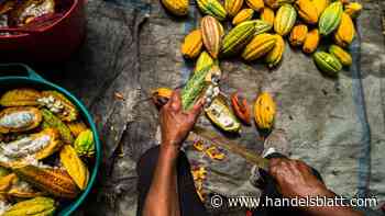 Schokolade: Kakaovorräte auf Rekordtief – Wie stark steigt der Preis noch?
