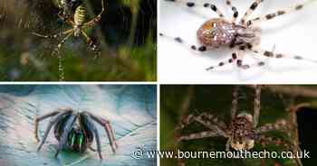 Britain's biggest spiders: The 'giant' arachnids that could be lurking in your home