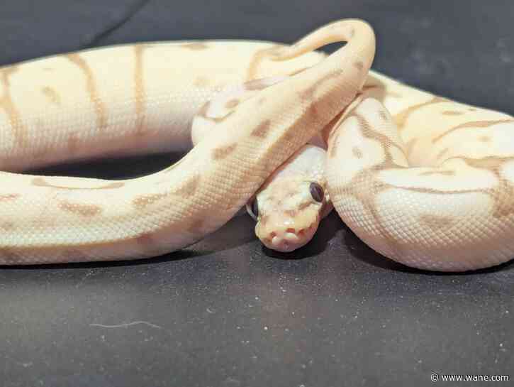 Find over 100 species at the FW Indiana Reptile Show