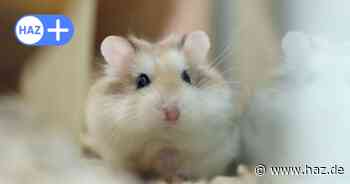 Brand in Hannover-Linden: Feuerwehr rettet Schildkröten und Hamster