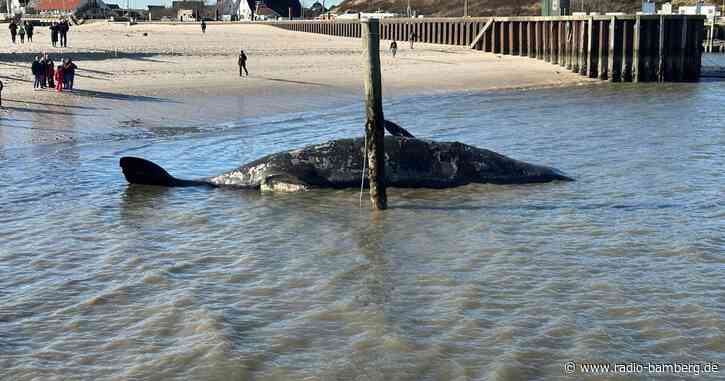 Toter Pottwal am Strand von Sylt droht zu explodieren