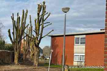 Politie onderzoekt schietincident met loodjesgeweer in sociale woonwijk