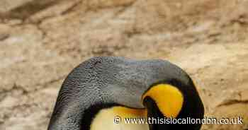 Wild Things: Fertility mystery solved