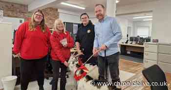 Woman feared she'd be dumped on Valentine's Day after sending goats to partner's Newcastle Quayside office