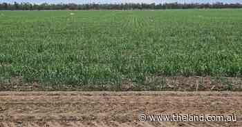 Balancing the input cost of fertiliser with crop yields | Down to Earth