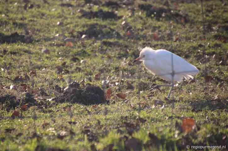 Koereiger gespot aan de Westerweg in Purmerend: van zeldzaamheid naar blijvende gast