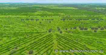 Beef powerhouse driven by high-performance pastures and leucaena | Video