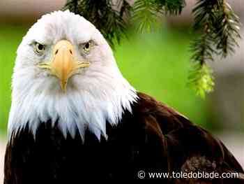 State DNR asks for help in finding eagle nests