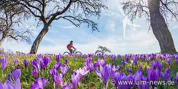 Wetter sieht ja gut aus: Frühlingsboten im Anmarsch