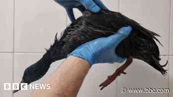 Ducks rescued after oil spill near business park