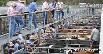 'Good gains' from females at Maitland's February store cattle sale
