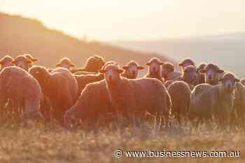 Uphill battle to keep live sheep exports