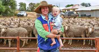 Hard to fault sheep claim West Wyalong maiden ewe competition