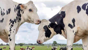 Eko-Holland houdt melkprijs opnieuw stabiel