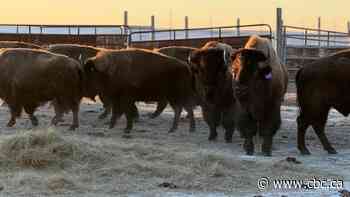 Nation to Nation collaboration sees Yellowstone bison come to Canada for the 1st time