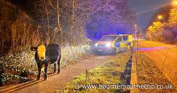 Runaway cow causes chaos as late night escape closes roads