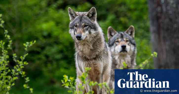 Reintroducing wolves to Highlands could help native woodlands, says study