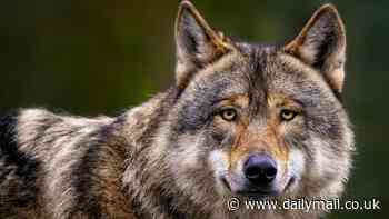 Scientists want to reintroduce WOLVES to the Scottish Highlands - but critics warn that it would be 'an absolute catastrophe'