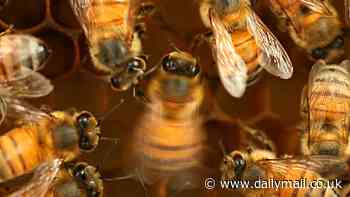 How one of the biggest threats to British honeybees could be eradicated thanks to scientific breakthrough