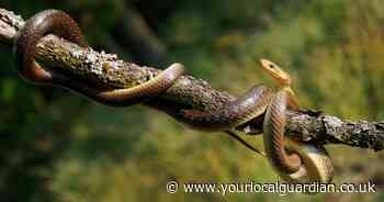 Snake species not seen in UK for 300k years returns after 'accidental release'