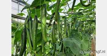 "Dankzij microklimaat altijd komkommers met donkere schil"