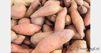 Brabantse telers bouwen aan Nederlandse zoete aardappelmarkt