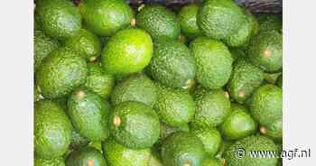 Oeganda breidt avocadoteelt uit