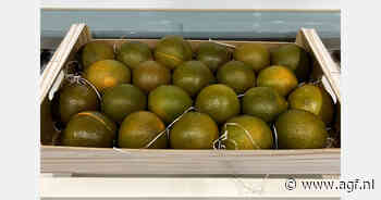 "Chocolade sinaasappel slaat aan in Europa"