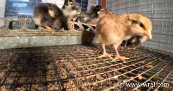 Record-high egg prices driving residents to start backyard flocks