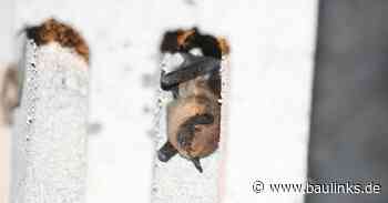 FCN: Winterquartiere für Fledermäuse mit Steinen aus Liapor