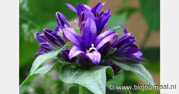 "Als bedrijf waren we klaar voor de stap naar biologisch"