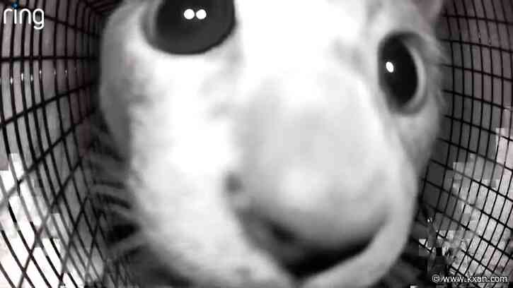 Leander cat rescue in need of new home