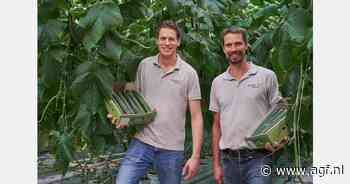 "Dankzij de samenwerking konden we niet alleen rendement verhogen, maar ook investeren in een duurzamer teeltproces"