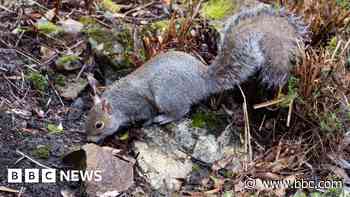 Your photos: Swans, squirrels and statues