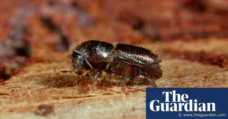 Tree-killing beetle found to be attracted to Britain’s most common spruce