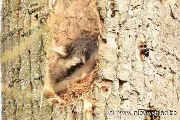 Wasbeer gespot in natuurgebied Demerbroeken: “Dier zat op uitgeholde boom”