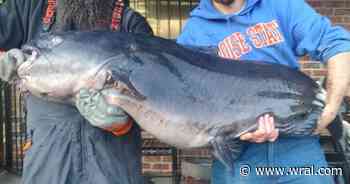 100-pound blue catfish caught in Cape Fear River