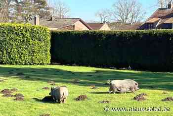 Politie zoekt eigenaars van twee zwijntjes