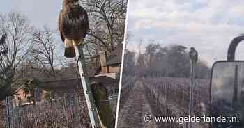 KIJK | Winterswijkse boer heeft bijzondere ‘vriend’ tijdens werk op het land: ‘Hij bleef maar meevliegen’