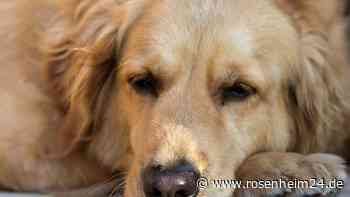 Giftköder-Alarm? Golden Retriever frisst Semmel und muss sterben – Polizei ermittelt