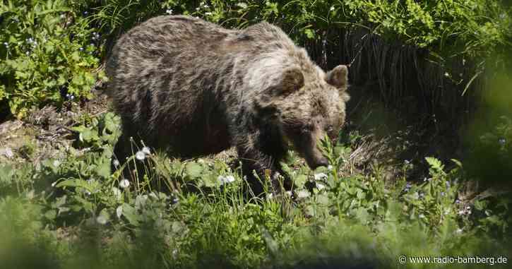 Braunbär greift in der Slowakei Familie mit Kindern an