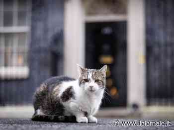 "Gattolici" di tutto il mondo in festa: ecco i "first cat" che graffiano i politici